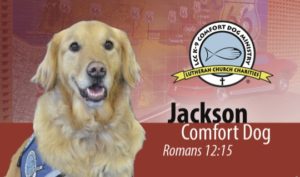 Jackson Comfort Dog business card