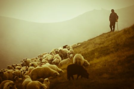 sheep and shepherd. elders meeting. Board of Elders. Immanuel Lutheran Church LCMS. Joplin, Missouri.