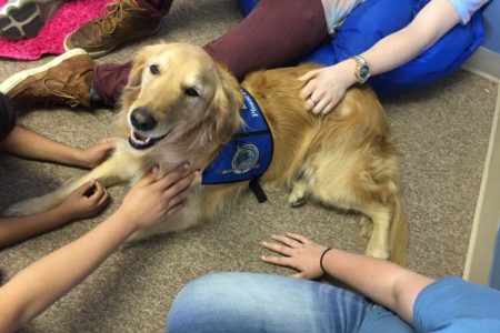 Happy 9th Birthday Louie Comfort Dog