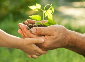 Stewardship Meeting 1 hands holding a seedling. stewardship. immanuel lutheran church lcms. joplin missouri.