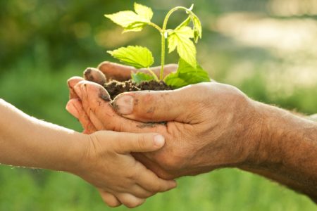 hands holding a seedling. stewardship meeting. immanuel lutheran church lcms. joplin missouri.